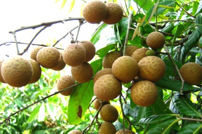 4 đối tượng dưới đây sẽ 'gặp họa' nếu cố tình ăn quả nhãn 