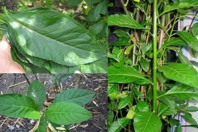 Kỹ thuật trồng cây mật gấu 'siêu đơn giản' vừa chữa bệnh vừa kiếm thêm thu nhập