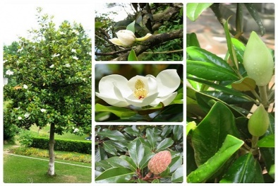 Kỹ thuật trồng cây sen đất để lấy hoa thơm và trị bệnh