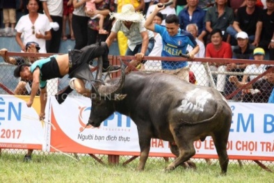 Lãnh đạo Đồ Sơn nói gì về thông tin trâu chọi húc chết người do dùng 'doping'?