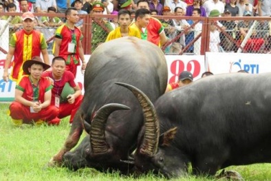 Trâu húc chết người, Bộ VHTT&DL chỉ đạo khẩn cấp về Lễ hội chọi trâu Đồ Sơn