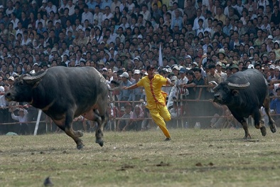 Đề nghị dừng lễ hội chọi trâu Đồ Sơn: Thứ trưởng Bộ VHTT&DL đã nói gì?