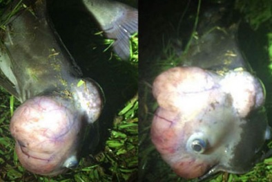 Phát hiện cá 'ngoài hành tinh' dưới hồ nước ở Mỹ