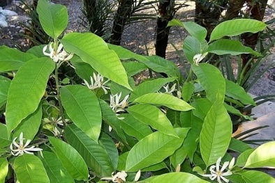 Kỹ thuật trồng hoa ngọc lan vừa thơm mát vườn nhà vừa làm thuốc