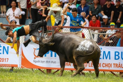 Trâu chọi húc chết chủ ở Đồ Sơn: Trâu biểu hiện bất thường với màu đỏ, vàng