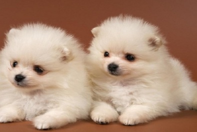 Kỹ thuật nuôi chó Phốc sóc hoạt bát, sang chảnh như quý tộc