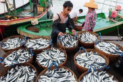 Nửa tháng tới Bộ Y tế phải công bố chất lượng hải sản tầng đáy 4 tỉnh miền Trung