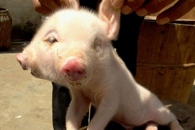 Quái thú hai đầu, ba mắt gây xôn xao dư luận là con gì?