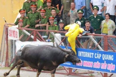 Vụ trâu chọi húc chết chủ ở Hải Phòng: Ban tổ chức để lọt trâu 'điên' dù được cảnh báo?