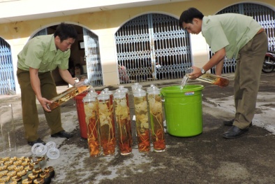 Kon Tum: Dùng ô tô cán nát Sâm Ngọc Linh không rõ nguồn gốc trị giá gần 300 triệu đồng
