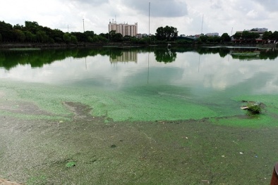 Tảo và sinh vật nổi ngập hồ Văn Quán, đứng gần bị khó thở