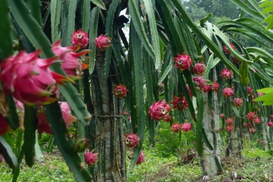 Trung Quốc nhập phần lớn thanh long từ Việt Nam