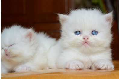 Kỹ thuật nuôi mèo Ba Tư sang chảnh, quý phái