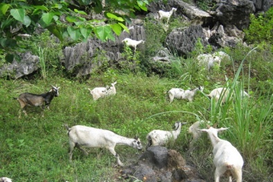 Kỹ thuật nuôi dê núi đơn giản, đầu tư vốn ít mà thu lãi tiền tỷ