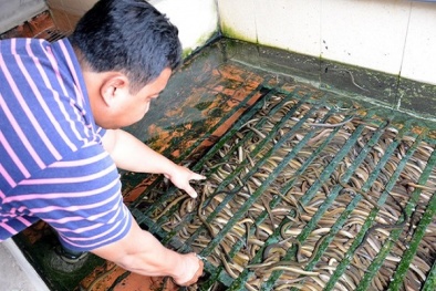 Kỹ thuật nuôi lươn không bùn kiếm bộn tiền