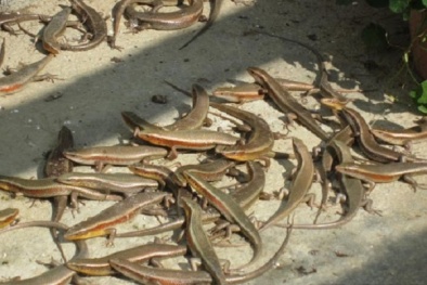 Kỹ thuật nuôi rắn mối phát triển nhanh đỡ tốn chi phí