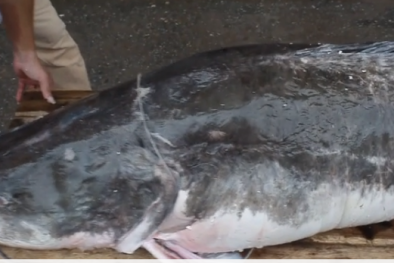 Cặp cá lăng khổng lồ nặng 300kg 'bơi' từ Campuchia về Hà Nội