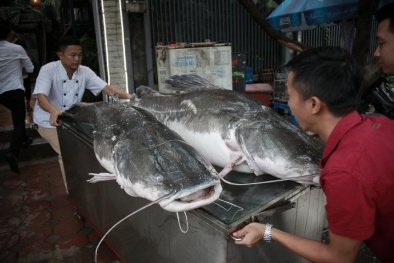 Cặp 'thủy quái sông Mê Kông' 300kg 'đi' máy báy về Hà Nội phục vụ đại gia