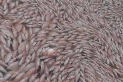 Hàng chục tấn cá chết dày đặc hồ thủy điện ở Kon Tum