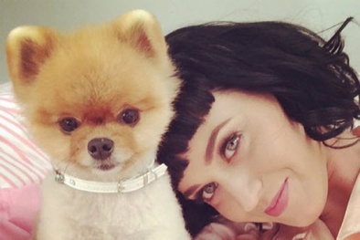 Những vấn đề bạn phải biết nếu muốn nuôi một chú chó trong nhà