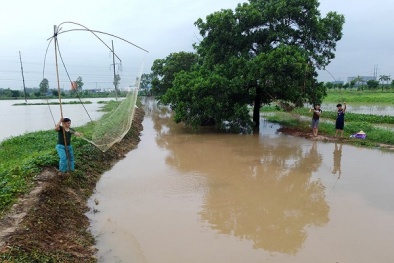 Hà Nội: Người dân rủ nhau bắt cá sau mưa bão