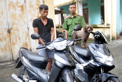 Uông Bí: ‘Siêu trộm’ xe máy và chó Nhật bị bắt khi đang ở cùng bạn gái