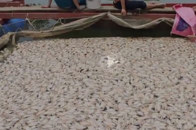 Cá Diêu Hồng chết trắng sông ở Đà Nẵng