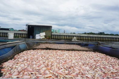 Đà Nẵng: Hơn 70 tấn cá chết trong một đêm, người dân lâm cảnh trắng tay