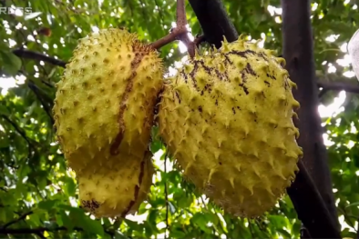 Nông dân miền Tây trồng vườn mãng cầu chế biến trà