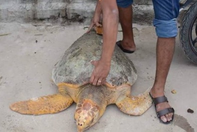 Rùa biển ‘khủng’ bơi vào bể nước nhà máy Nhiệt điện Vĩnh Tân 2