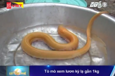 Nông dân Hậu Giang bắt được lươn vàng óng, nặng gần 1kg