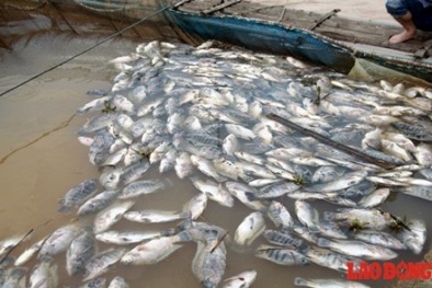 400 tấn cá chết chết vì... ngạt nước