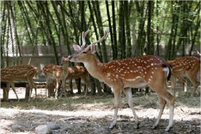Kỹ thuật nuôi hươu sao lấy nhung giúp người nông dân vươn lên làm giàu