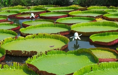 Độc đáo kỹ thuật trồng cây sen vua 'khủng' cho hương thơm tỏa ngát khắp nhà