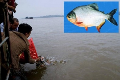 Kỹ thuật nuôi cá chim trắng cho người nông dân 'hốt bạc'
