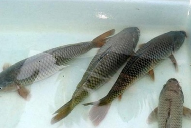 Kỹ thuật nuôi cá chép thương phẩm mau lớn thu lợi nhuận 'khủng'