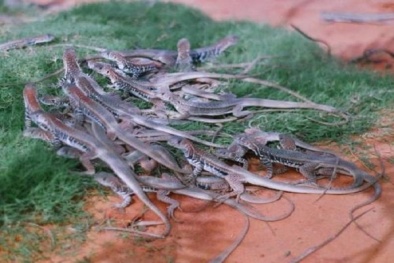 Kỹ thuật nuôi kỳ nhông độc đáo cho người nông dân làm giàu không khó