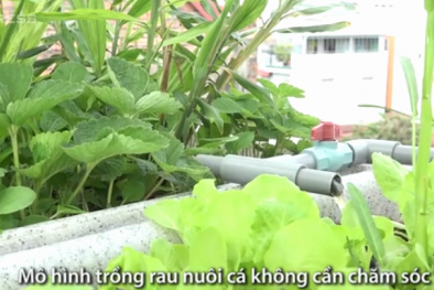 Mô hình trên trồng rau, dưới nuôi cá ở sân thượng TP.HCM