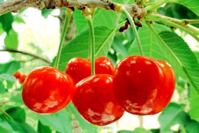 Video: Suýt chết khi ăn hạt quả cherry
