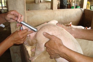 Cấm dùng thức ăn chứa kháng sinh kích thích tăng trưởng trong chăn nuôi, thủy sản