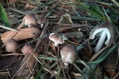 Hơn nửa triệu đồng một kg nấm mối ở miền Tây