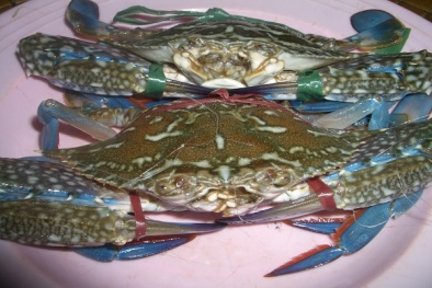 Kỹ thuật nuôi ghẹ xanh vốn nhỏ lãi lớn, kiếm bộn tiền