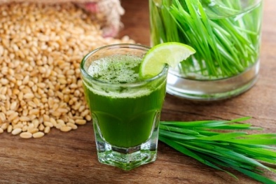 Rộ trào lưu trồng cỏ lúa mì để ép lấy nước uống của người dân Hà Thành