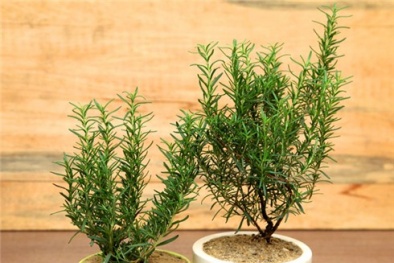 Cây hương thảo cực kỳ thơm, đuổi muỗi hiệu quả, trồng lại đơn giản