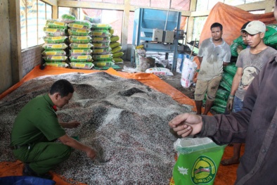 Thái Nguyên: 19/19 cơ sở kinh doanh giống cây trồng không chứng minh nguồn gốc