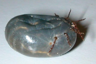 Bệnh do bọ ve truyền sang người có thể gây tử vong