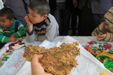 Đi chăn bò, lái máy xúc, anh công nhân, bác nông dân nhặt được cục vàng gần chục tỷ