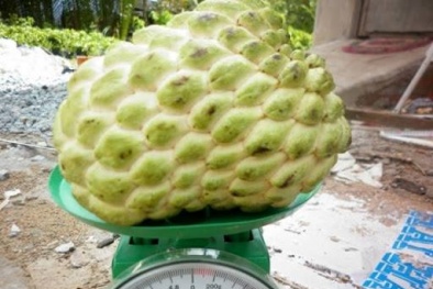 Video: Xem quả na nặng hơn 1kg được bày bán tại Lạng Sơn
