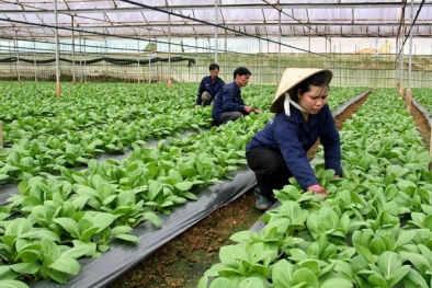 Đề xuất chính sách về sản xuất nông nghiệp hữu cơ