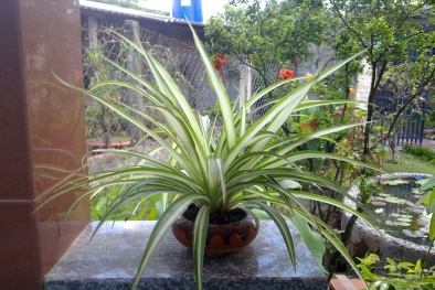 Cây mẫu tử hút khí độc cực hiệu quả, kỹ thuật trồng lại quá đơn giản